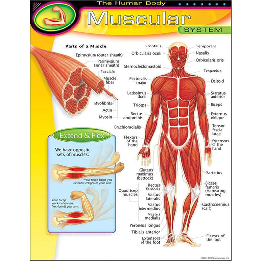 THE HUMAN BODYMUSCULAR SYSTEM CHART