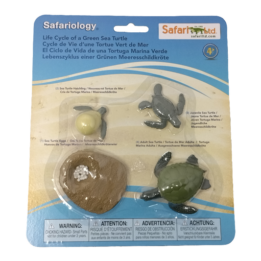 LIFE CYCLE OF A GREEN SEA TURTLE