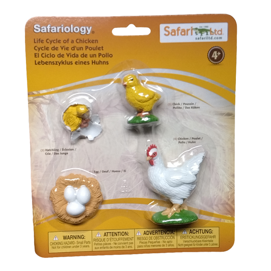 LIFE CYCLE OF A CHICKEN