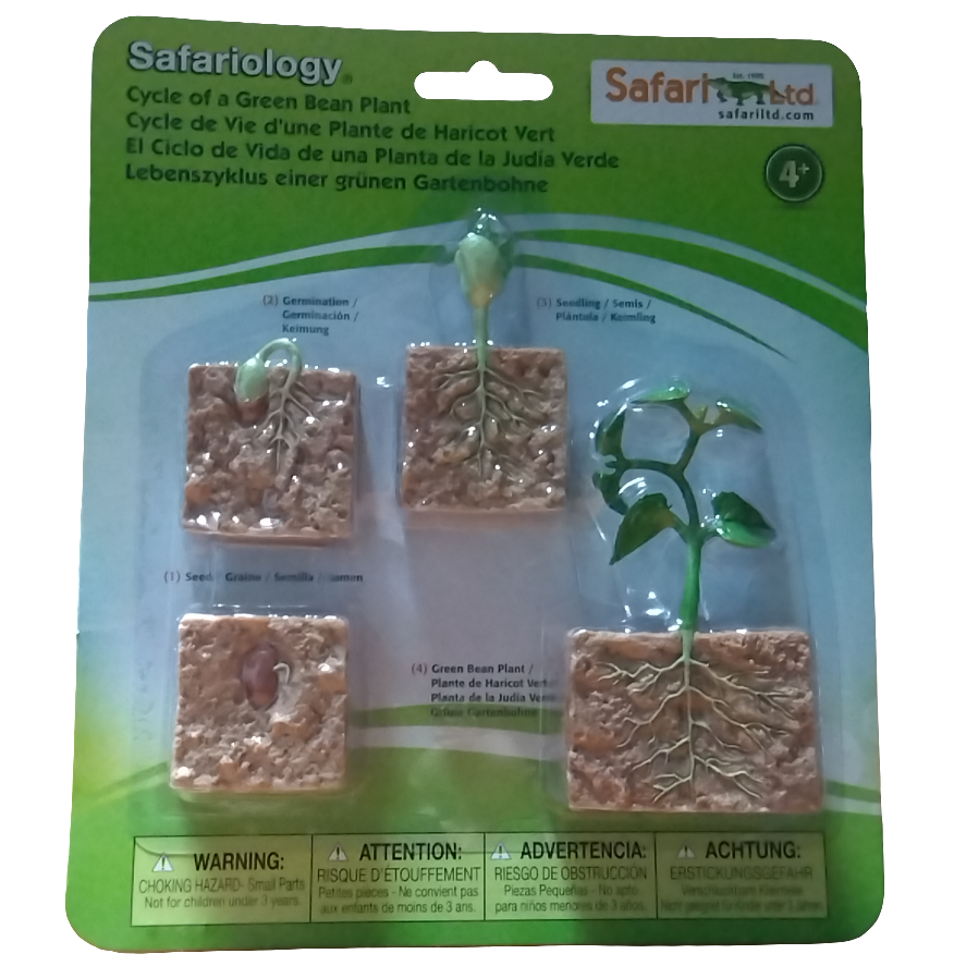 LIFE CYCLE OF A GREEN BEAN PLANT