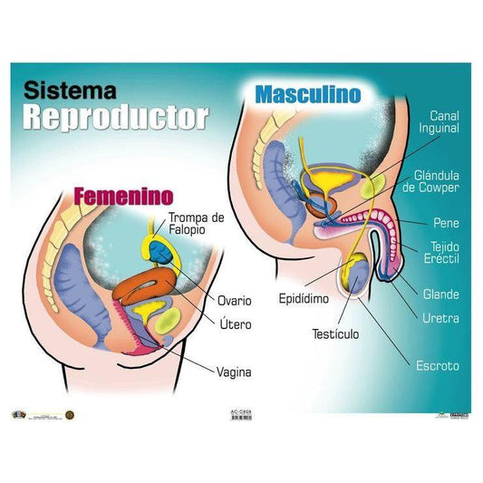 CARTEL SISTEMA REPRODUCTOR