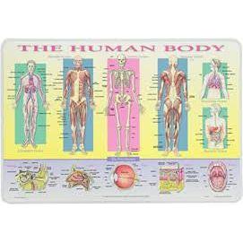 HUMAN BODY PLACEMAT 17.5''X12''