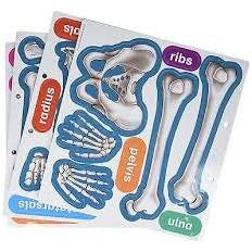 HUMAN SKELETON MAGNETIC ACCENT