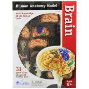 BRAIN ANATOMY MODEL