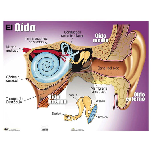 CARTEL EL OIDO