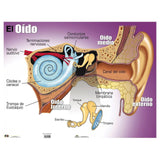 CARTEL EL OIDO