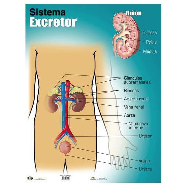 CARTEL SISTEMA EXCRETOR