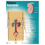 CARTEL SISTEMA EXCRETOR
