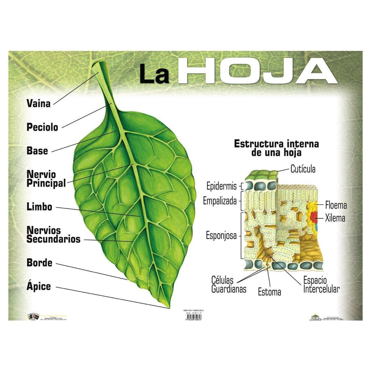 CARTEL LA HOJA