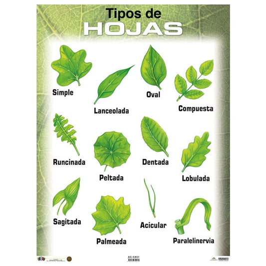 CARTEL TIPOS DE HOJAS