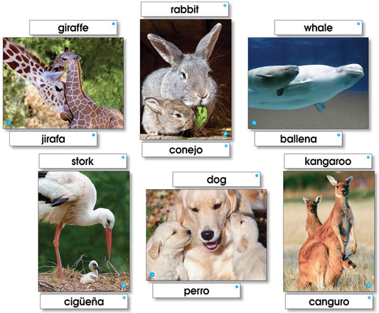 ANIMAL FAMILIES - LANGUAGE CARDS
