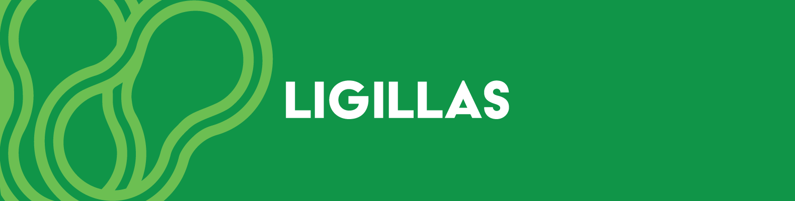 Ligillas | Rubber Band