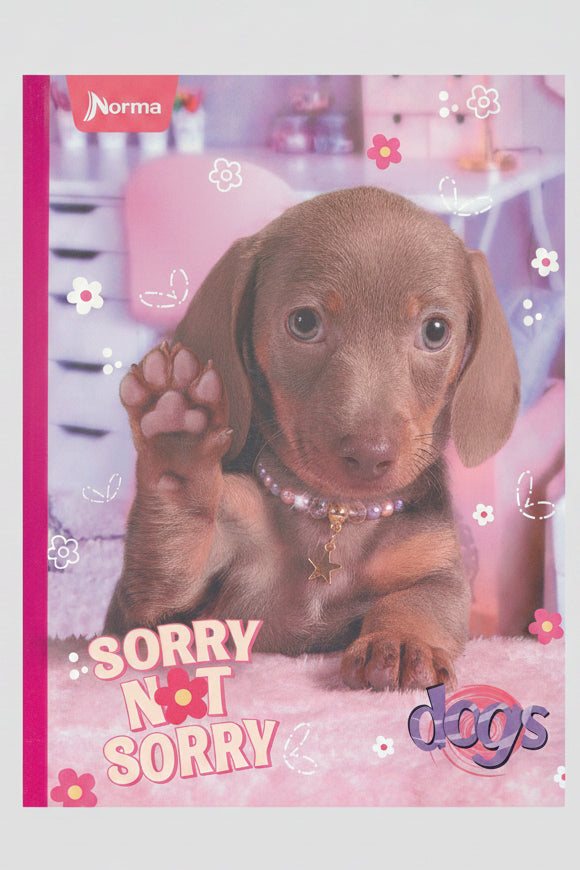 Puppy Dachshund