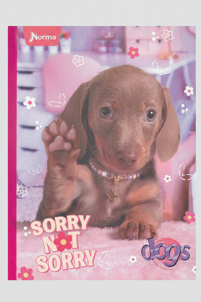 Puppy Dachshund