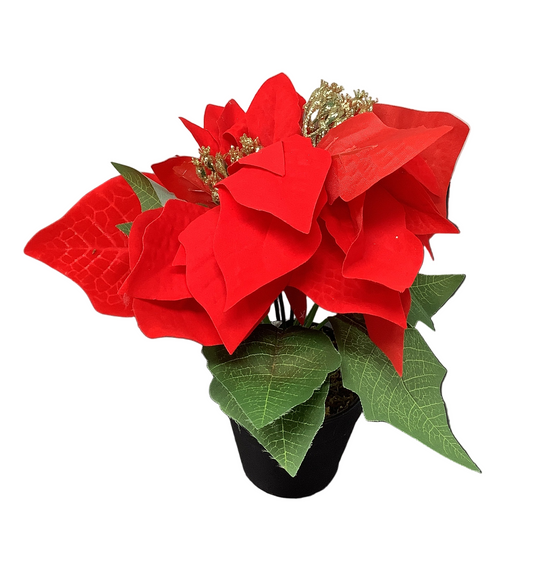 POINSETTIA POT 3 FLOWERS