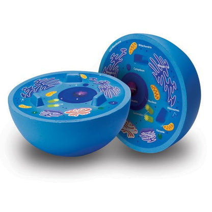 Cross Section Animal Cell Model
