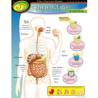 THE HUMAN BODYDIGESTIVE SYSTEM CHART