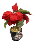 POINSETTIA POT 1FL 20CM
