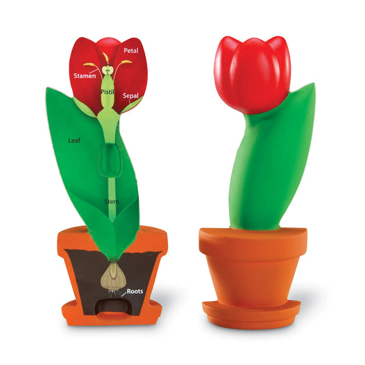 CORSS SECTION FLOWER MODEL