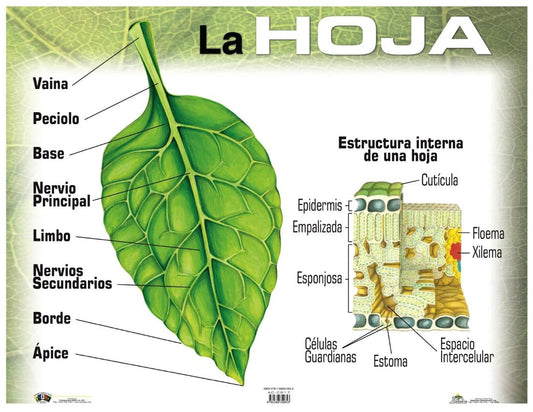 Cartel La Hoja