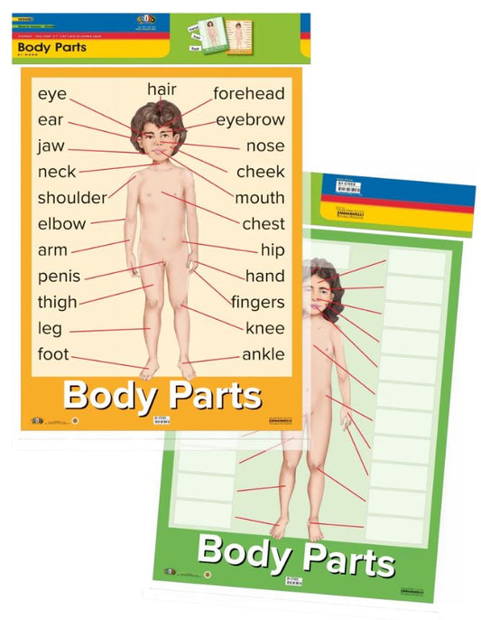 Cartel Body Parts