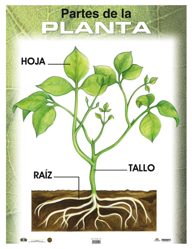 Cartel Las Partes De La Planta