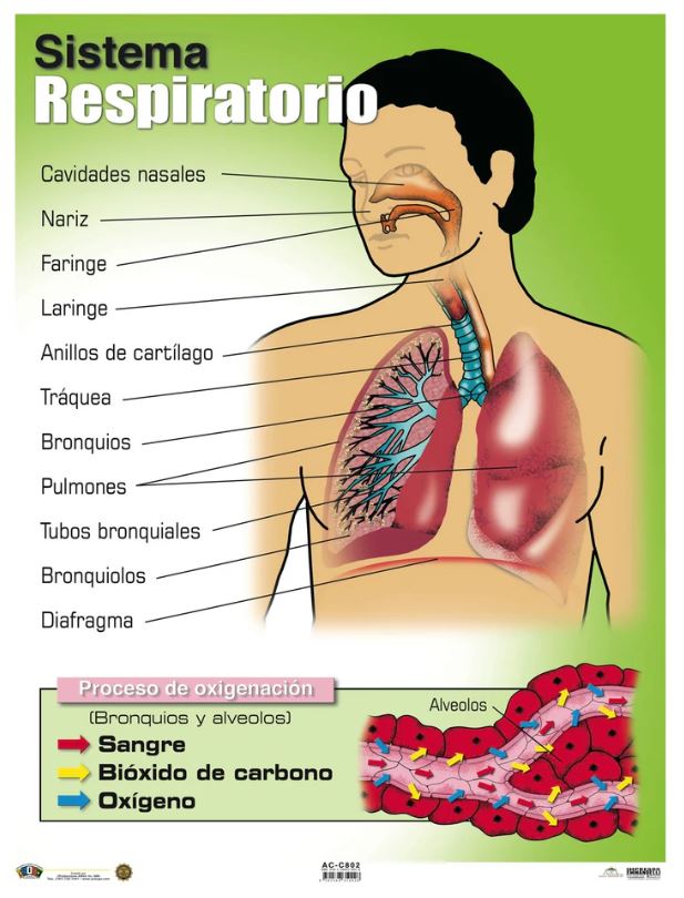 Cartel Sistema Respiratorio