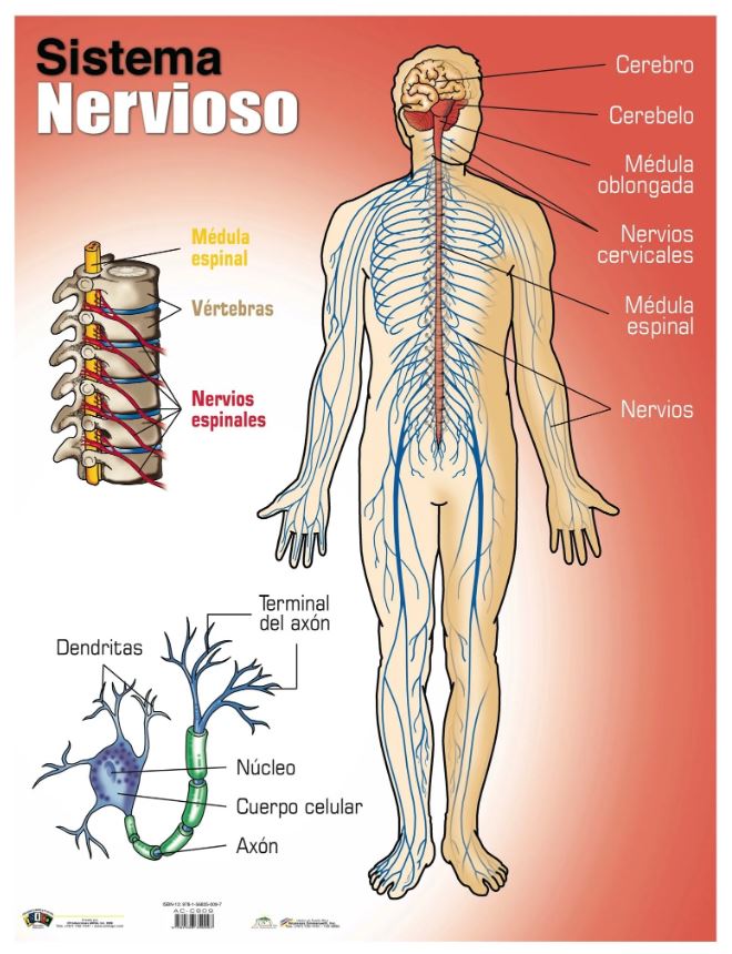 Cartel Sistema Nervioso