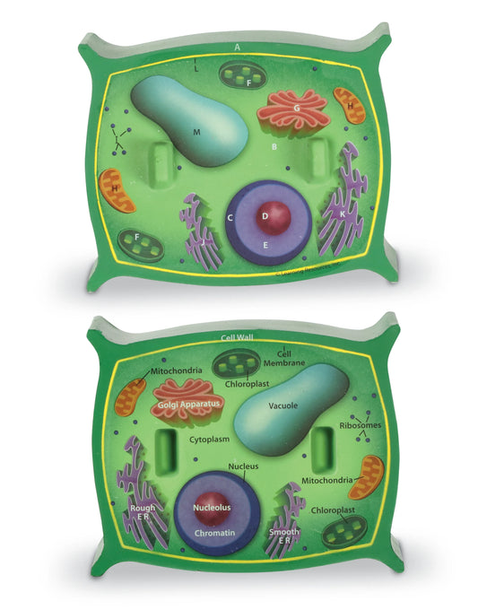SOFT FOAM CROSS-SECTION PLAN CELL MODEL