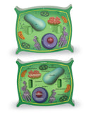 SOFT FOAM CROSS-SECTION PLAN CELL MODEL