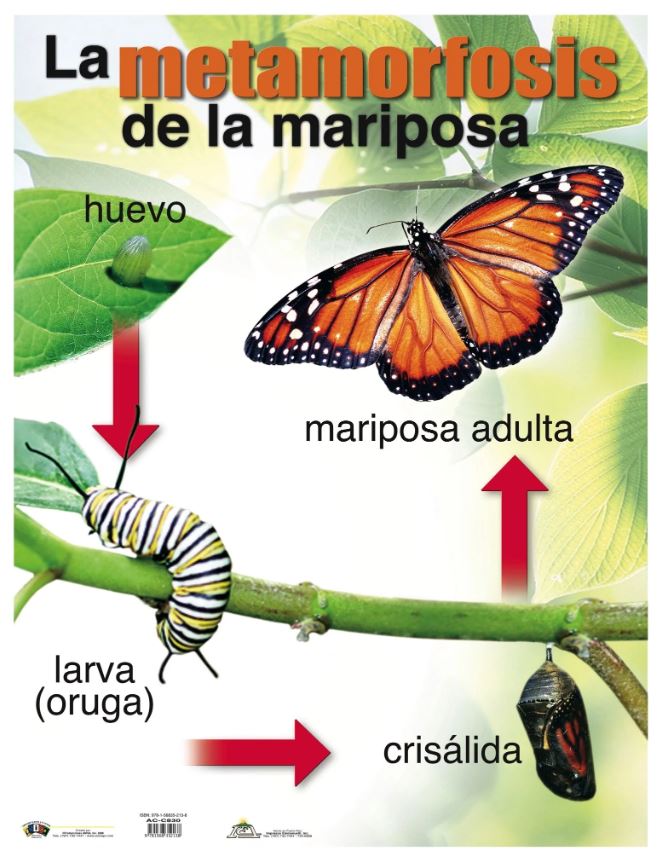 Cartel Metamorfosis De La Mariposa