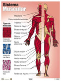 Cartel Sistema Muscular
