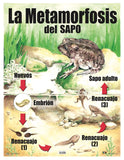 Cartel Metamorfosis Del Sapo