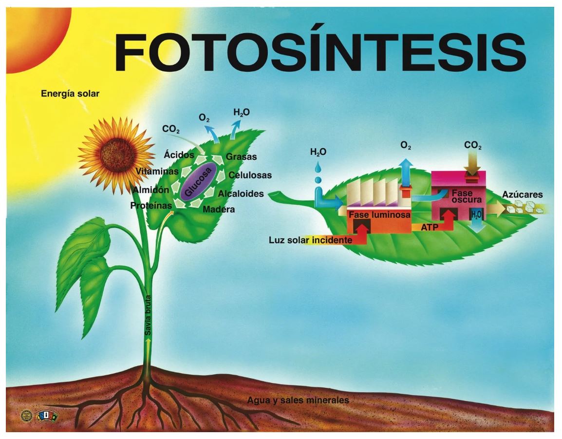 Cartel Fotosíntesis