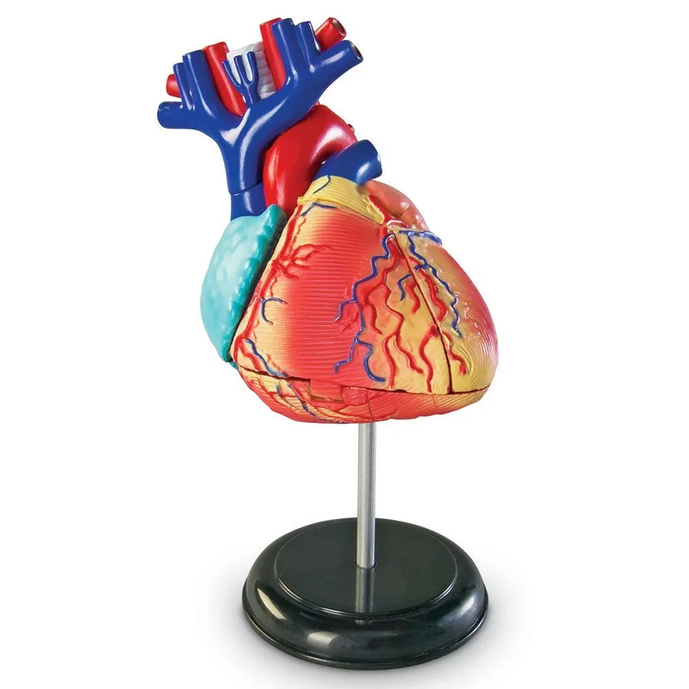 LER HUMAN ANATOMY HEART #LER3334