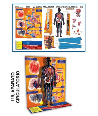 MODELO MAQUETA APARATO CIRCULATORIO