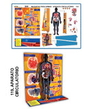 MODELO MAQUETA APARATO CIRCULATORIO