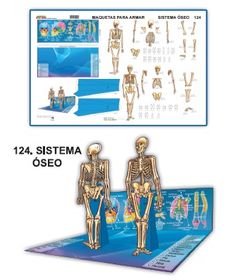 MODELO MAQUETA SISTEMA OSEO