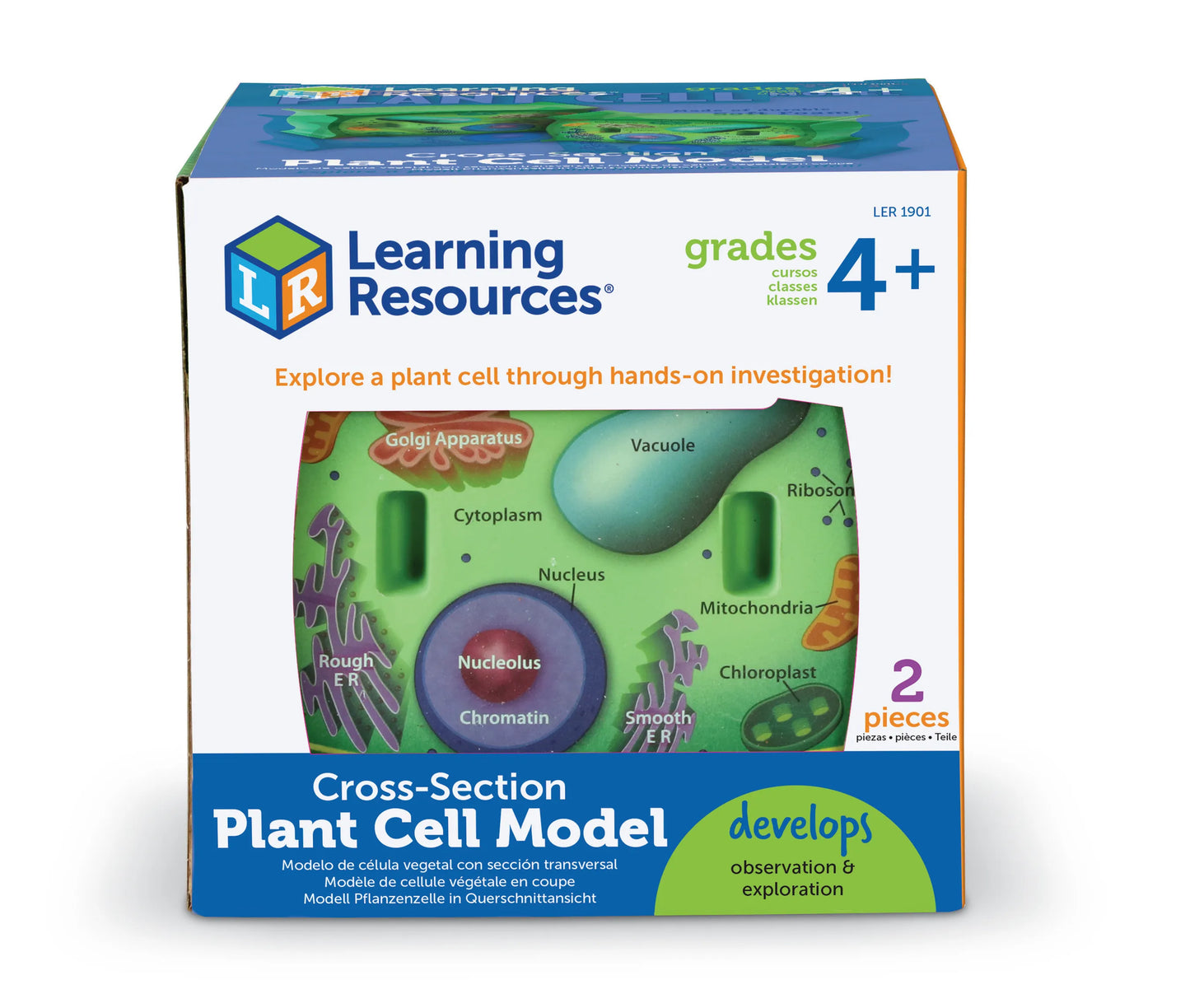 Soft Foam Cross-Section | Plant Cell Model