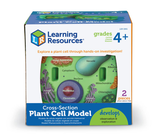 Soft Foam Cross-Section | Plant Cell Model