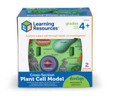 Soft Foam Cross-Section | Plant Cell Model