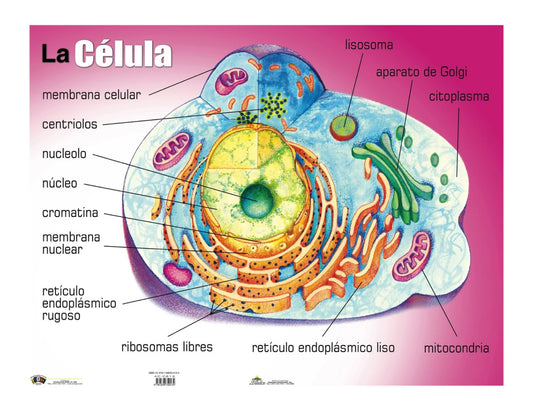 Cartel La Célula
