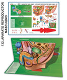 MODELO MAQUETA APARATO REPRODUCTOR MASCULINO