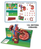 MODELO MAQUETA SISTEMA URINARIO