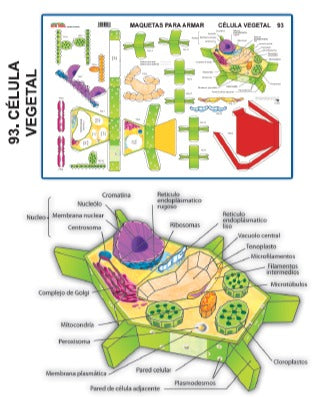 MODELO MAQUETA CELULA VEGETAL