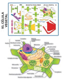 MODELO MAQUETA CELULA VEGETAL
