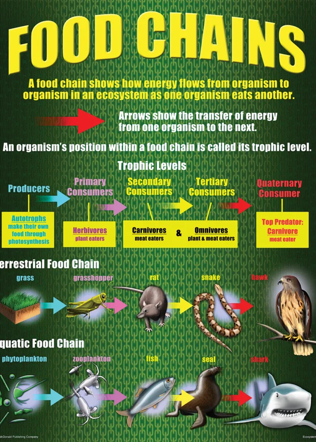 Ecosystems Poster Set