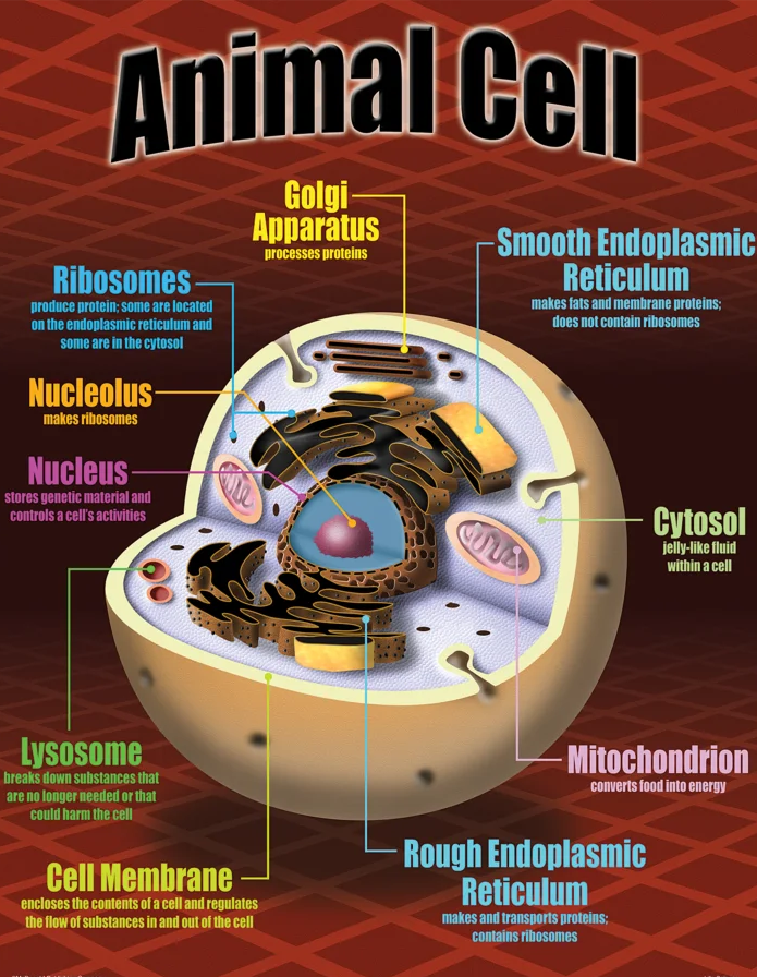 Life Science Poster Set