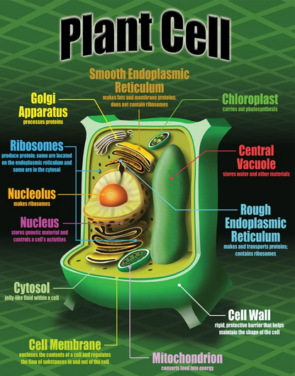Life Science Poster Set