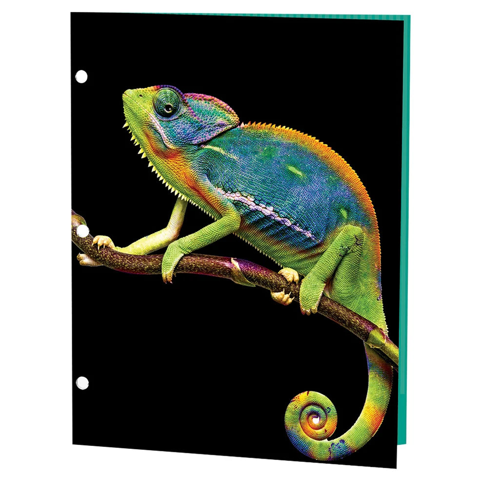 Reptiles Portfolios